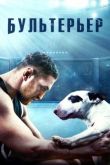 Бультерьер 2022