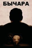 Бычара 2011